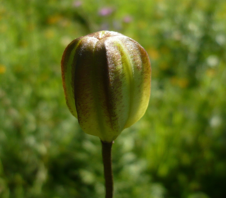 Image of Lilium pilosiusculum specimen.