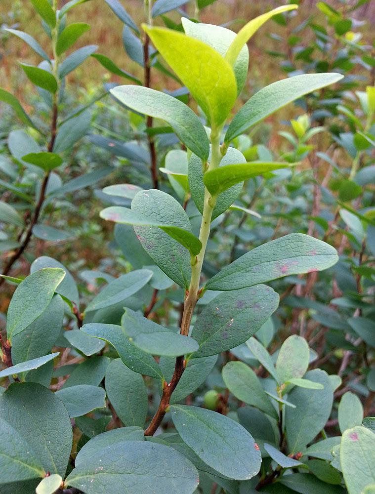 Image of Vaccinium uliginosum specimen.