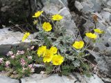 Potentilla hololeuca. Цветущее растение (вместе с цветущим проломником Androsace sericea). Южный Казахстан, Таласский Алатау, запов. Аксу-Жабаглы, ур. Улькен-Каинды, 2500 м н.у.м. 16 июня 2012 г.