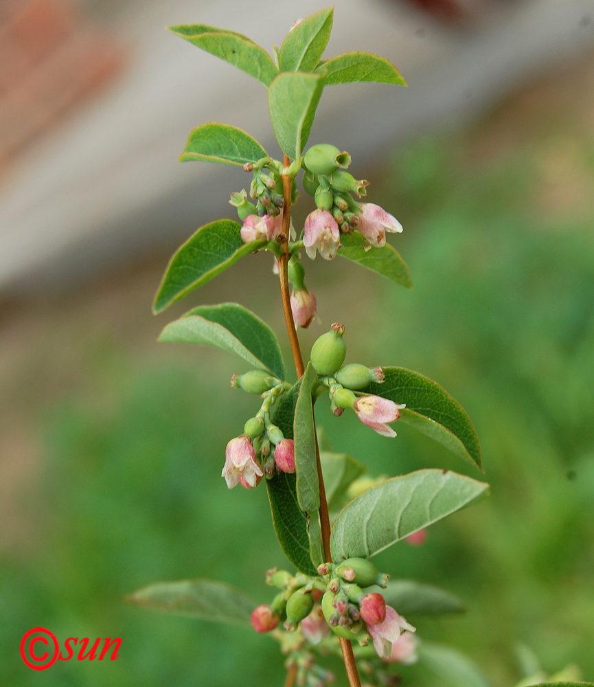 Image of Symphoricarpos albus var. laevigatus specimen.