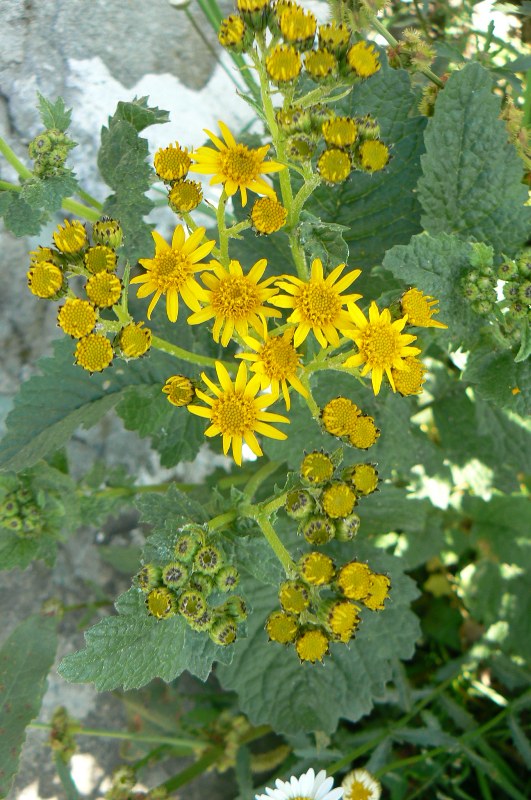 Image of Senecio analogus specimen.