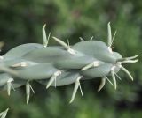 Cylindropuntia