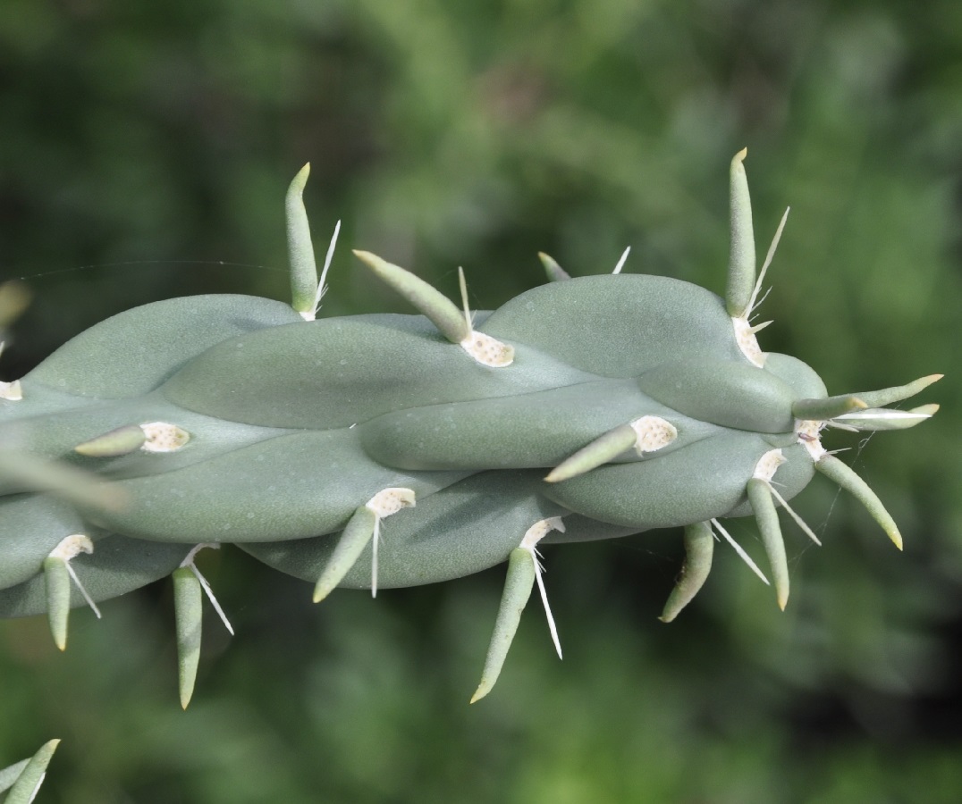 Изображение особи род Cylindropuntia.