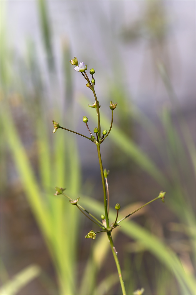 Изображение особи Alisma plantago-aquatica.