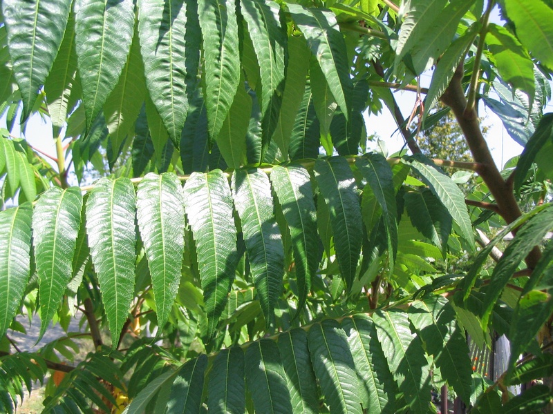 Image of Rhus typhina specimen.