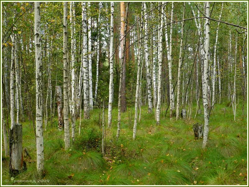 Изображение особи Eriophorum vaginatum.