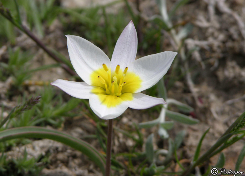 Изображение особи Tulipa biflora.