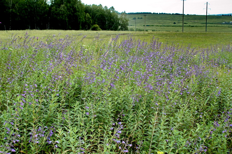 Изображение особи Nepeta sibirica.