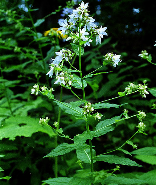 Image of Gadellia lactiflora specimen.