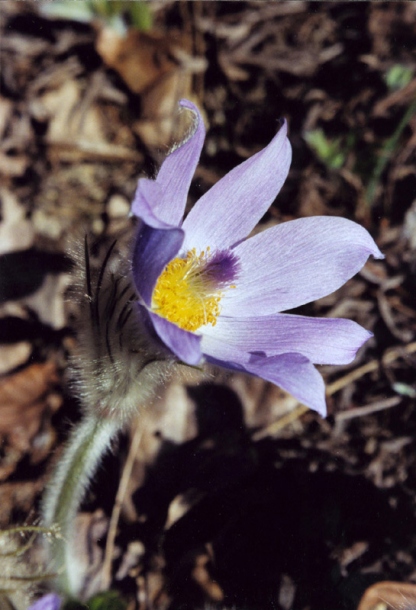 Image of Pulsatilla grandis specimen.