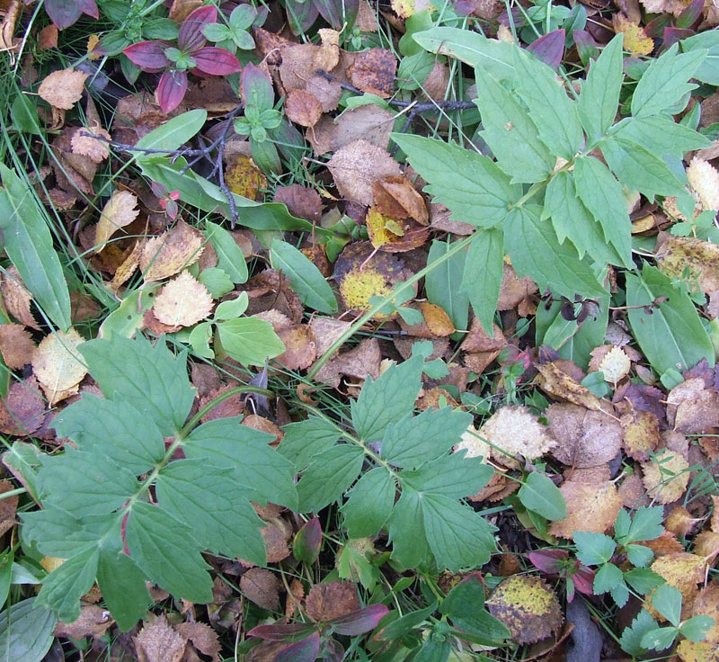 Изображение особи Valeriana sambucifolia.