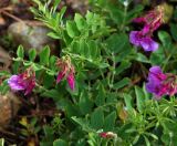 Lathyrus japonicus