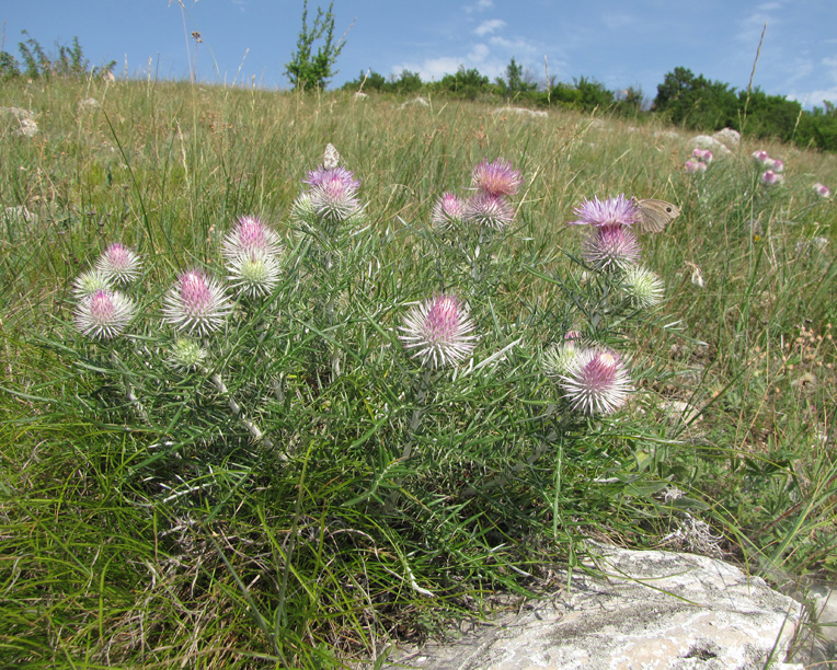 Изображение особи Lamyra echinocephala.