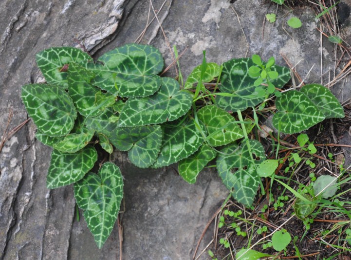 Изображение особи Cyclamen graecum.