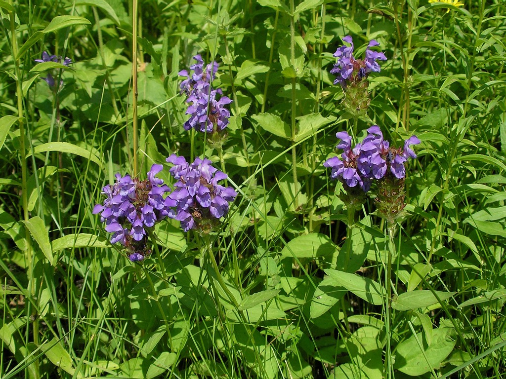 Изображение особи Prunella grandiflora.