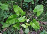 Alocasia decipiens. Цветущее растение. Андаманские острова, остров Лонг, опушка влажного тропического леса. 07.01.2015.