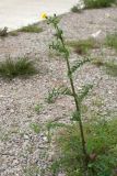 Sonchus asper