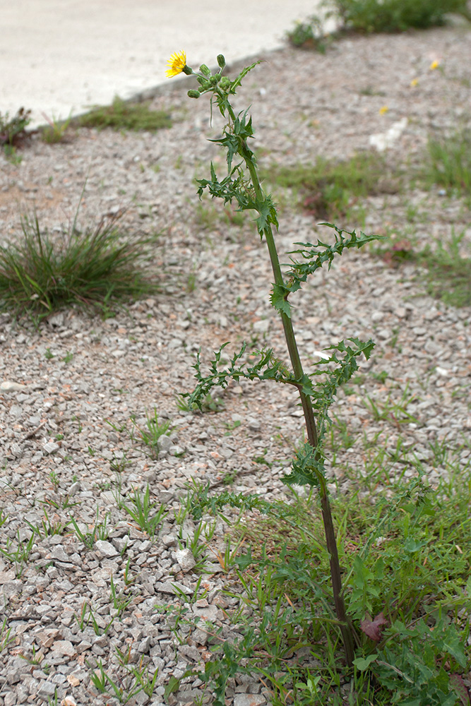 Image of Sonchus asper specimen.