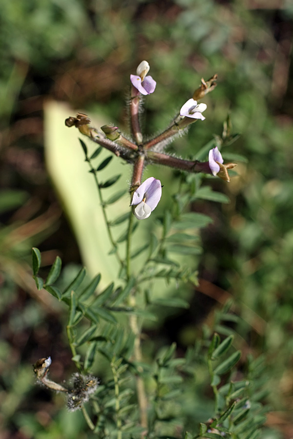 Изображение особи Astragalus neolipskyanus.