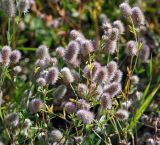Trifolium arvense