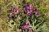 Iris glaucescens. Цветущее растение. Казахстан, Восточно-Казахстанская обл, река Кальджир, 4-е ущелье, плато над рекой. Начало мая 2013 г.