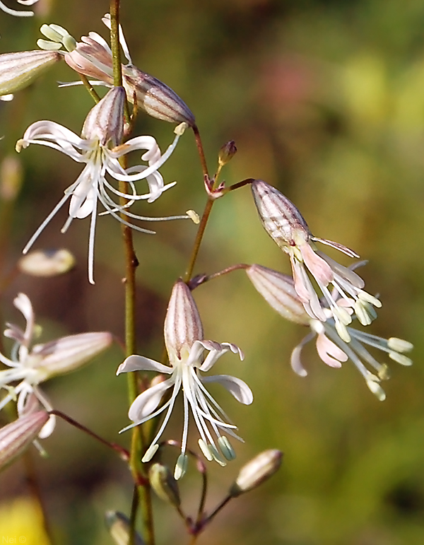 Image of Silene stylosa specimen.