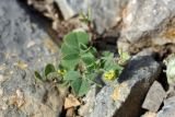 Medicago lupulina. Цветущее растение. Южный Казахстан, горы Алатау (Даубаба), подгорная степь на подходах к Восточному ущелью. 14.06.2014.