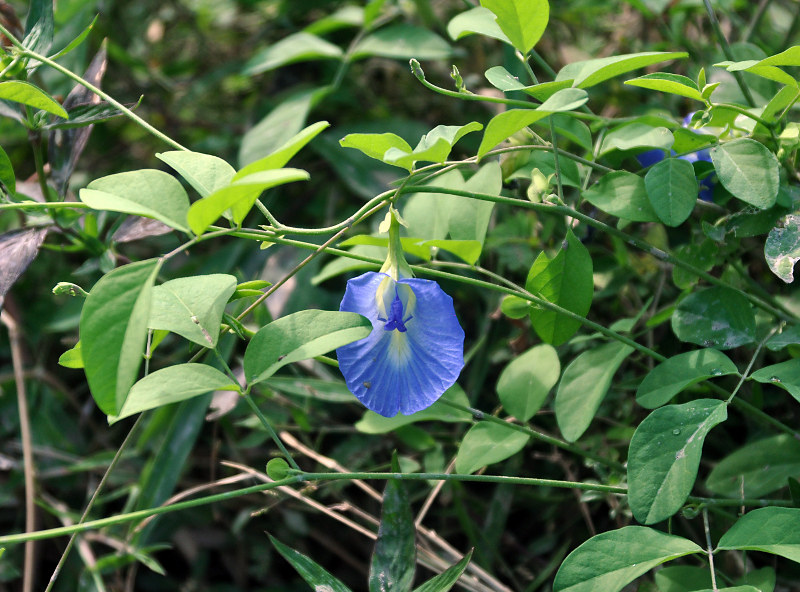 Image of Clitoria ternatea specimen.