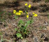 Potentilla tanacetifolia