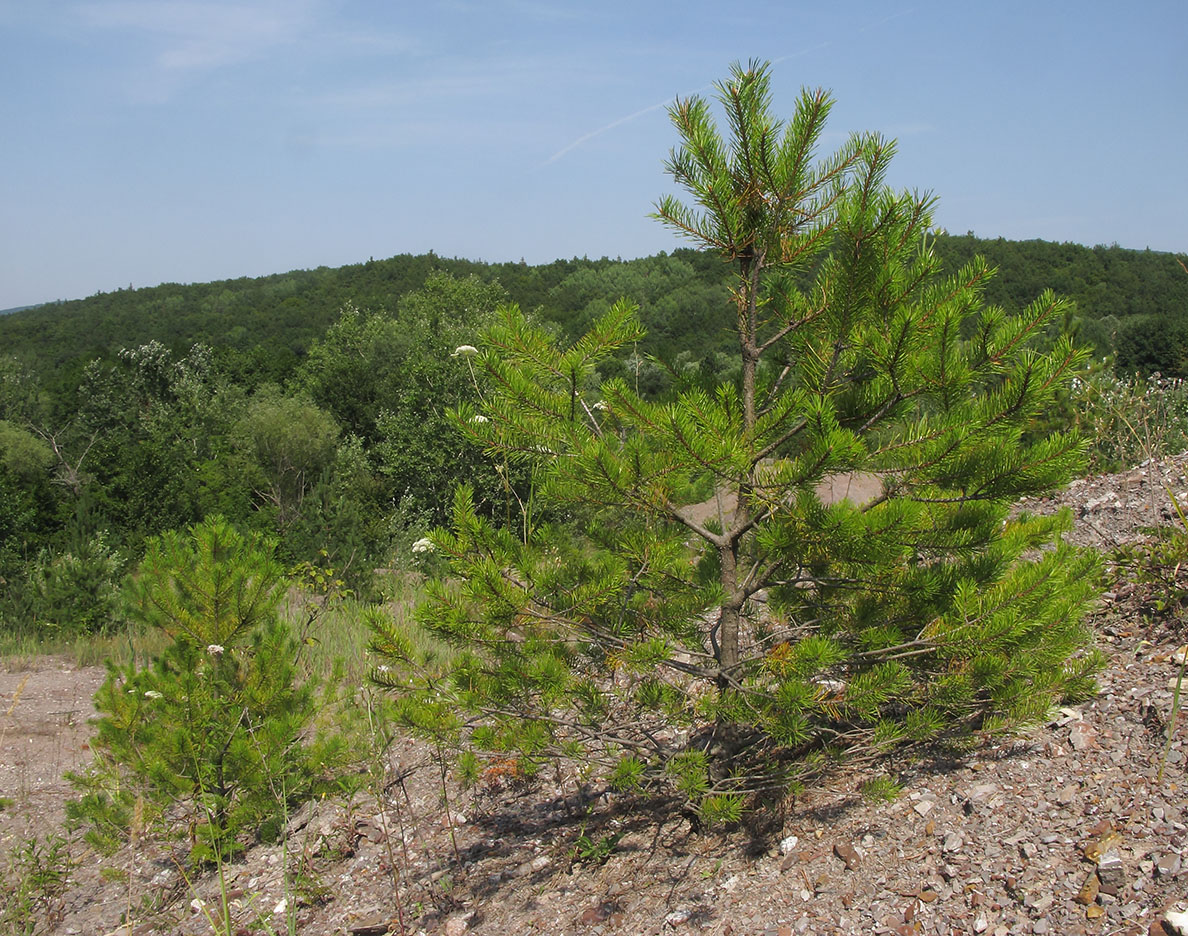 Изображение особи Pinus pallasiana.