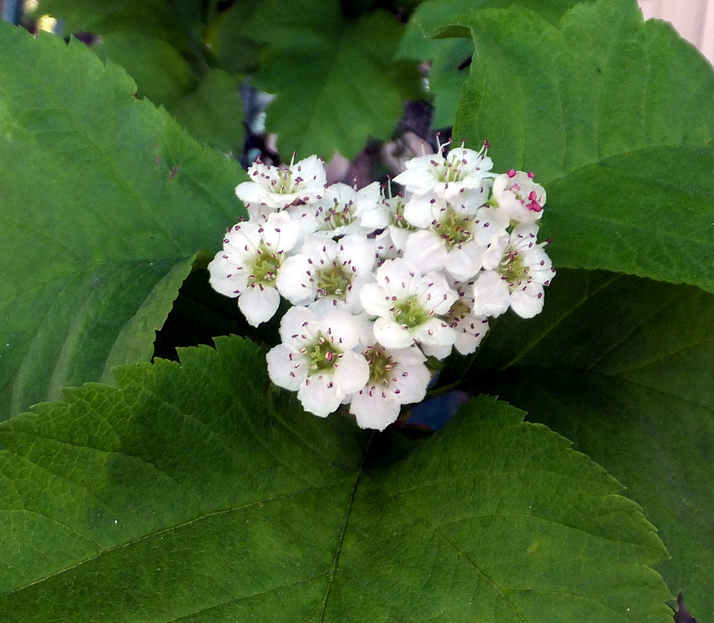 Image of Crataegus nigra specimen.