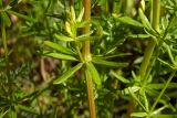 Galium album