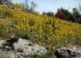 Asphodeline lutea