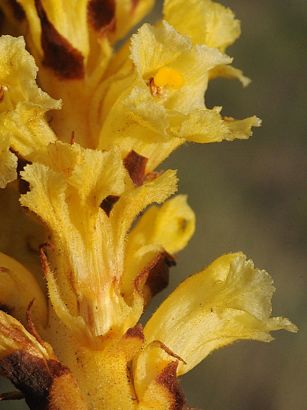 Изображение особи Orobanche alsatica.