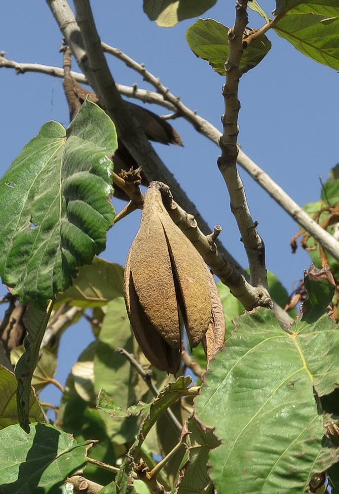 Изображение особи Pterospermum acerifolium.