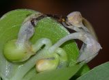 Commelina erecta