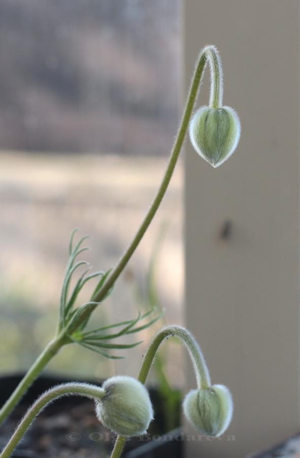 Image of Pulsatilla kostyczewii specimen.