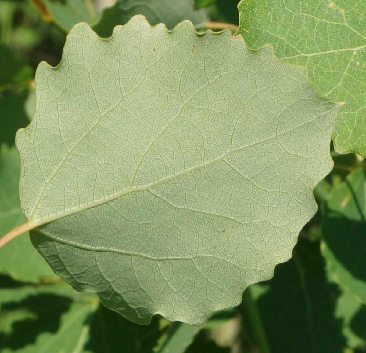 Изображение особи Populus tremula.