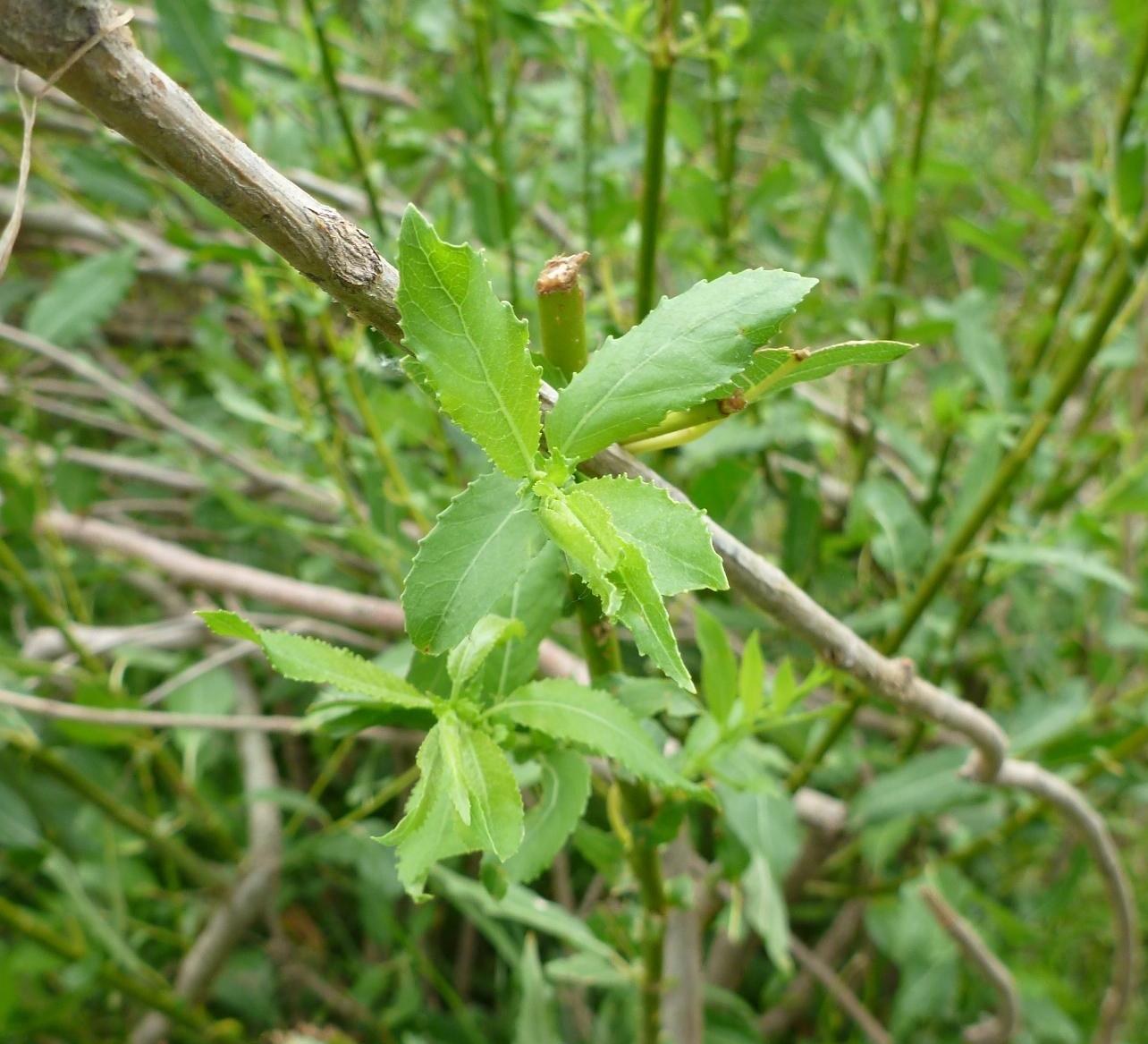 Image of Salix triandra specimen.