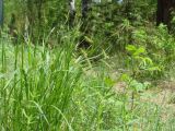 Carex arnellii