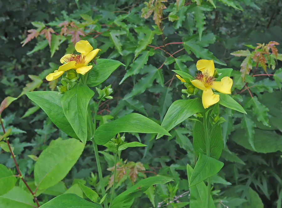 Image of Hypericum gebleri specimen.