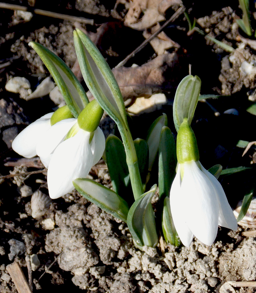 Изображение особи Galanthus plicatus.