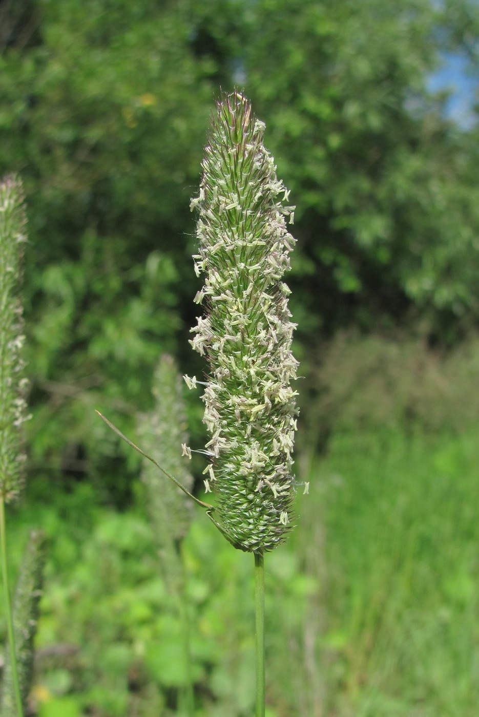 Изображение особи Phleum pratense.