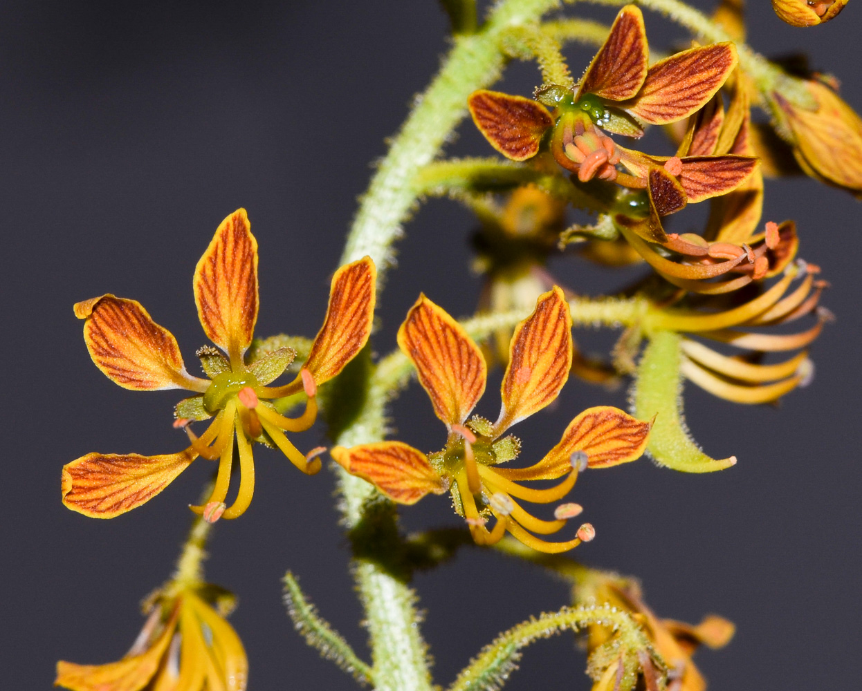 Image of Cleome arabica specimen.