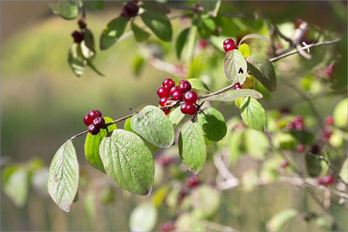 Изображение особи Lonicera xylosteum.