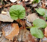 Pyrola rotundifolia