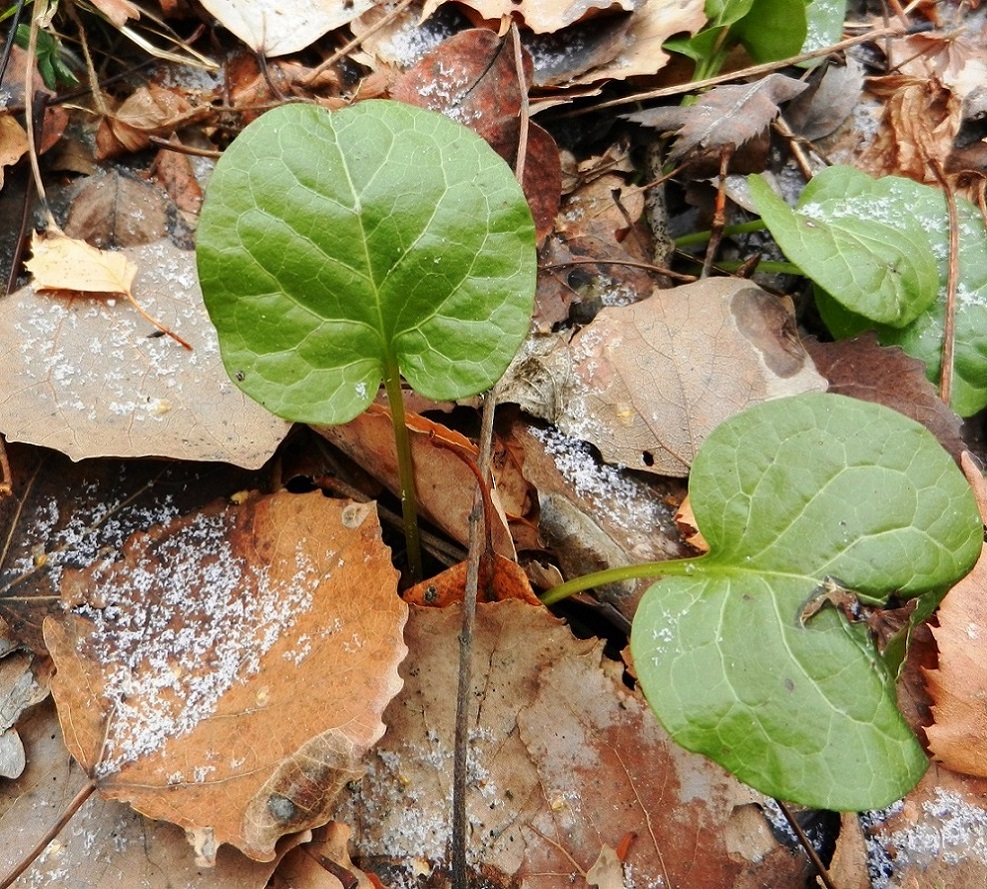 Image of Pyrola rotundifolia specimen.