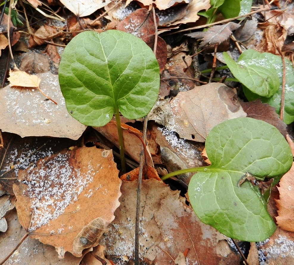 Изображение особи Pyrola rotundifolia.