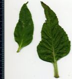 Phlomis pungens. Верхние стеблевые листья (вид сверху). Белгородская обл., Губкинский р-н, запов. «Белогорье», Ямская степь. 11 июня 2009 г.