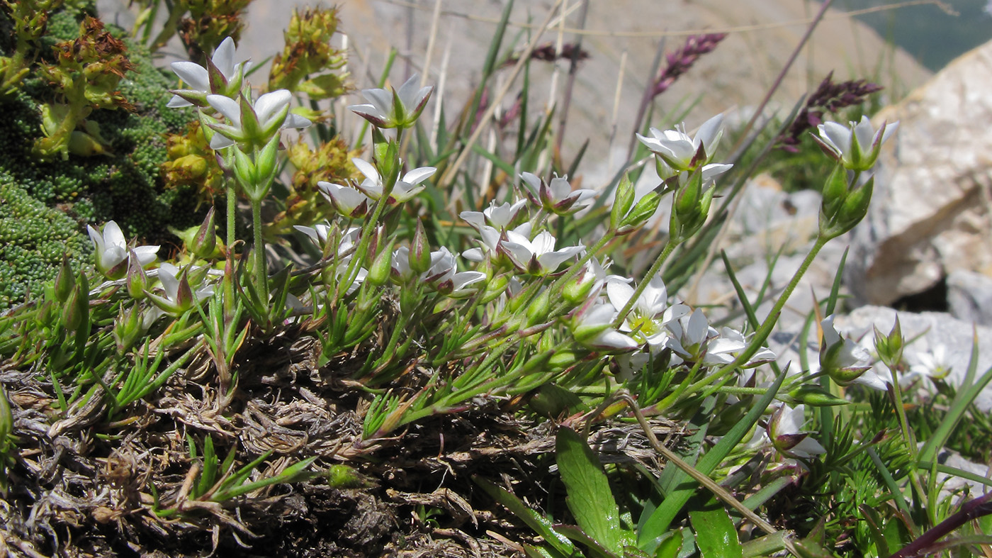Image of Minuartia oreina specimen.